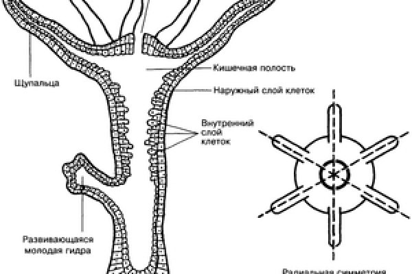 Адрес кракена